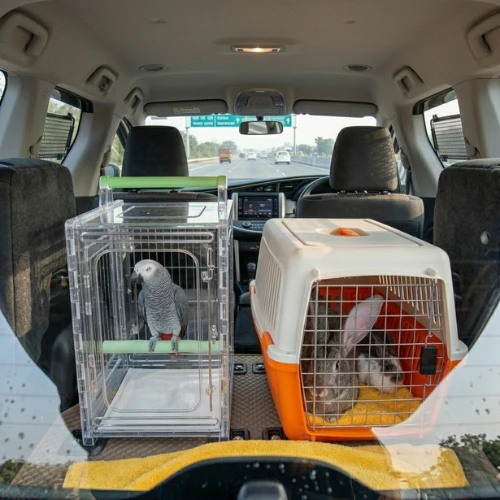 Rabbit and parrot travelling safely